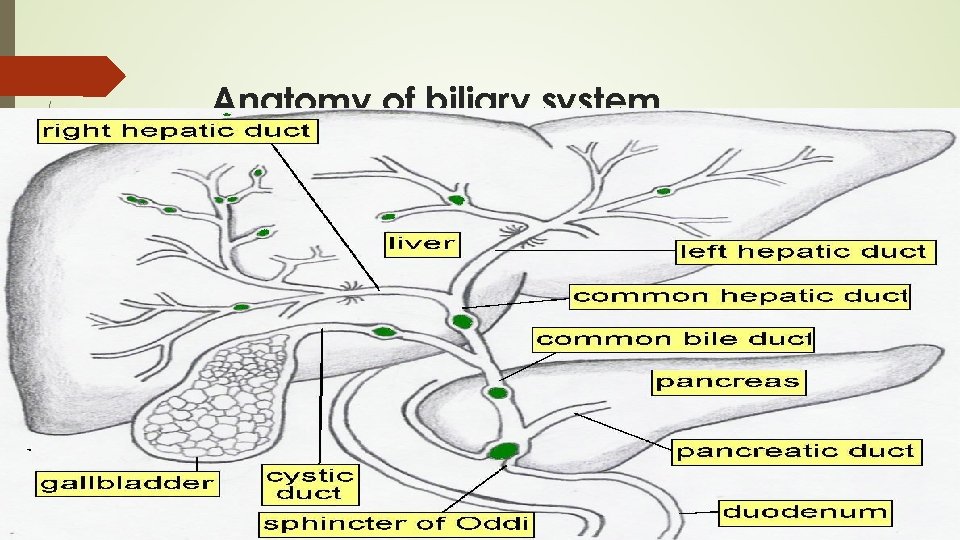 Anatomy of biliary system 