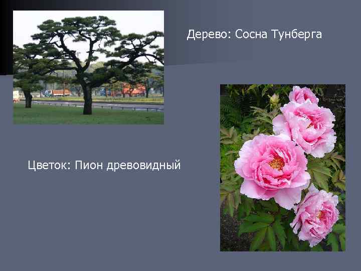 Дерево: Сосна Тунберга Цветок: Пион древовидный 