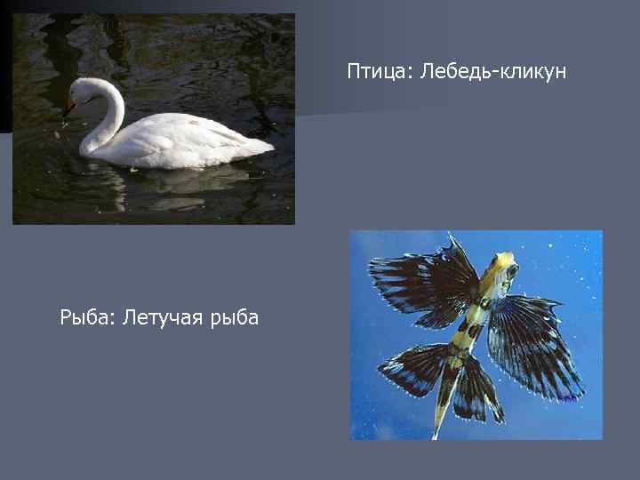 Птица: Лебедь-кликун Рыба: Летучая рыба 