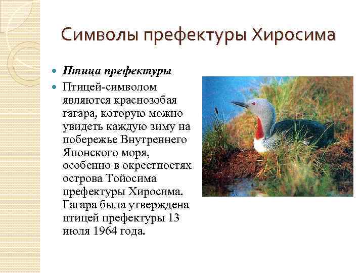 Символы префектуры Хиросима Птица префектуры Птицей-символом являются краснозобая гагара, которую можно увидеть каждую зиму