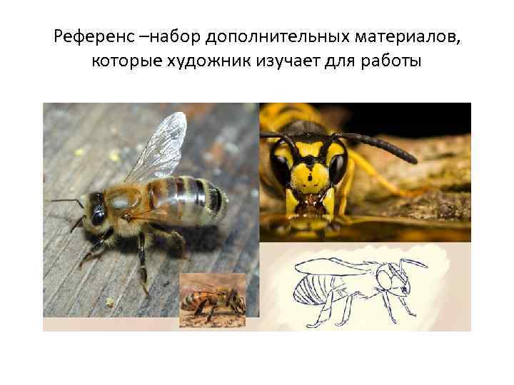 Референс –набор дополнительных материалов, которые художник изучает для работы 