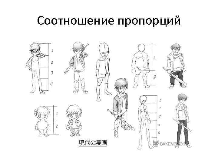 Соотношение пропорций 