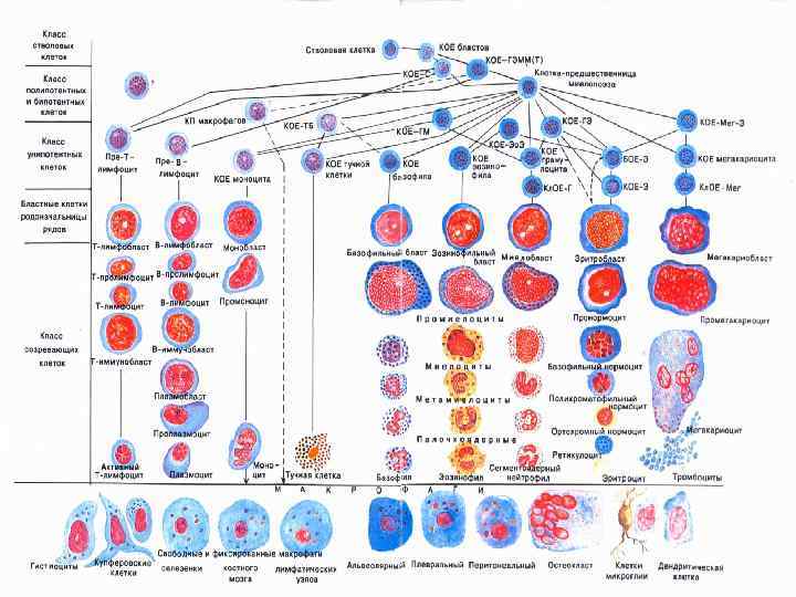Схема кроветворения человека картинки
