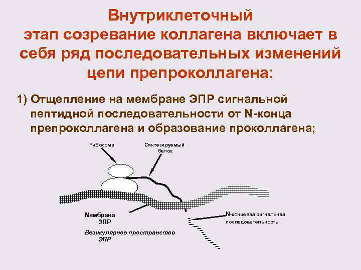 Схема внутриклеточного этапа синтеза коллагена