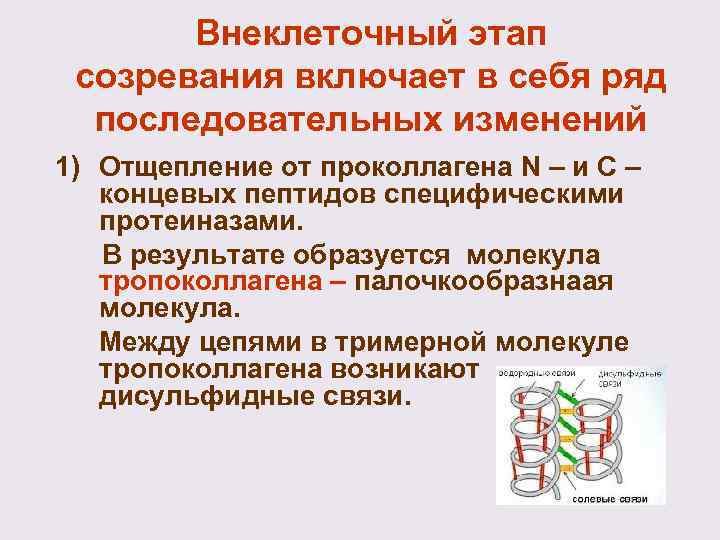 Внеклеточный этап созревания включает в себя ряд последовательных изменений 1) Отщепление от проколлагена N