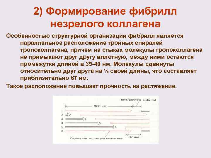 2) Формирование фибрилл незрелого коллагена Особенностью структурной организации фибрилл является параллельное расположение тройных спиралей