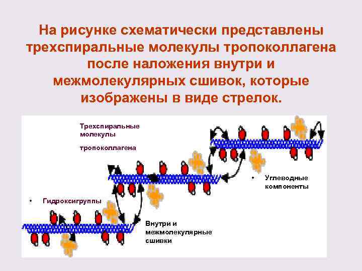 На рисунке схематически представлены трехспиральные молекулы тропоколлагена после наложения внутри и межмолекулярных сшивок, которые