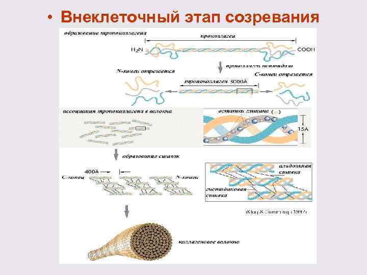  • Внеклеточный этап созревания 