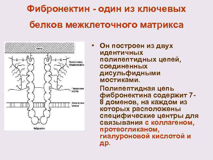 Имеет дисульфидные мостики