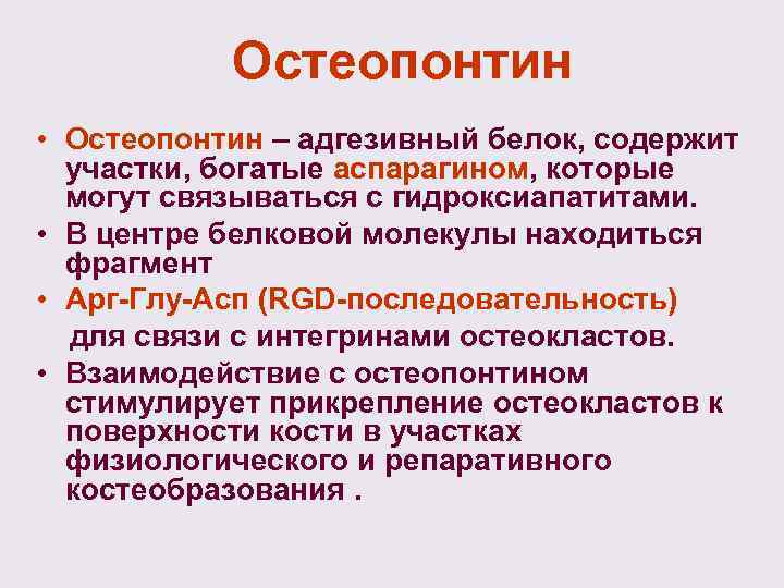 Остеопонтин • Остеопонтин – адгезивный белок, содержит участки, богатые аспарагином, которые могут связываться с