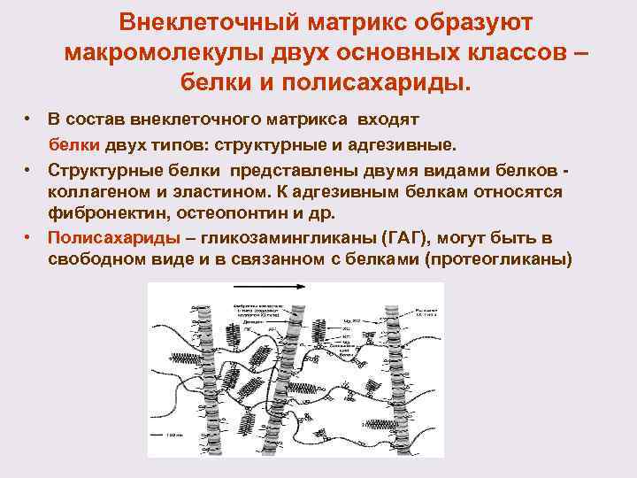 Внеклеточный матрикс образуют макромолекулы двух основных классов – белки и полисахариды. • В состав