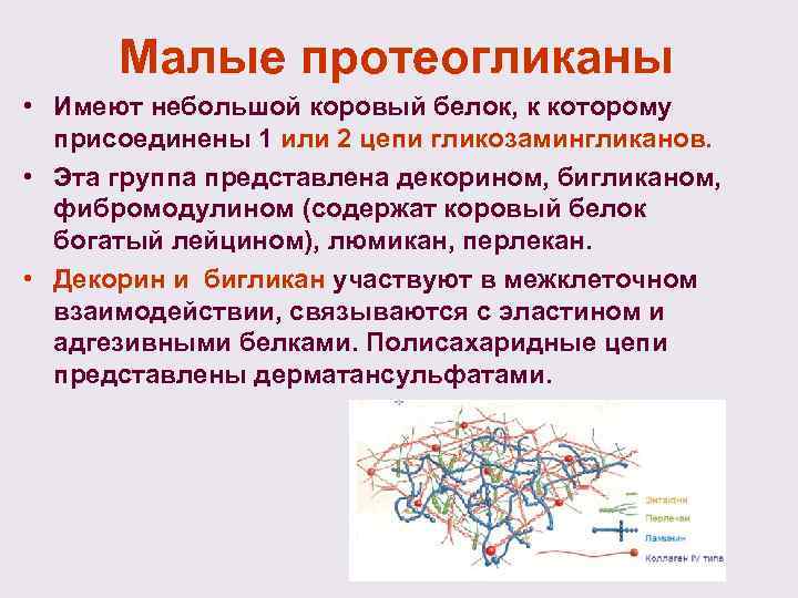 Малые протеогликаны • Имеют небольшой коровый белок, к которому присоединены 1 или 2 цепи