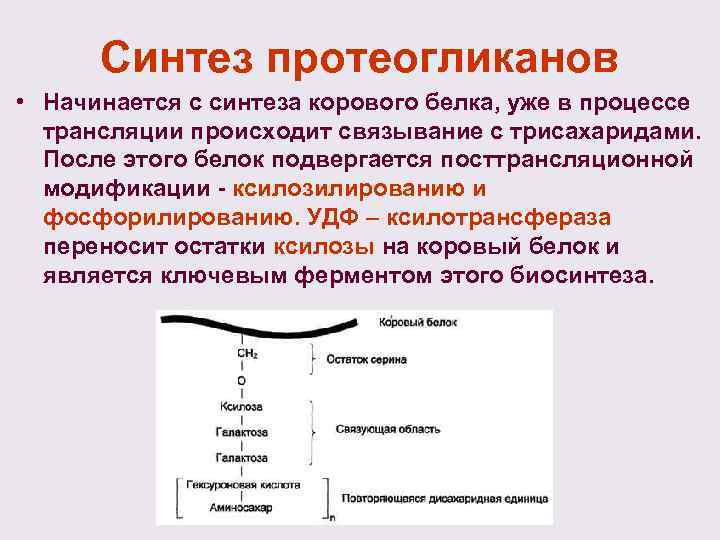 Синтез протеогликанов • Начинается с синтеза корового белка, уже в процессе трансляции происходит связывание