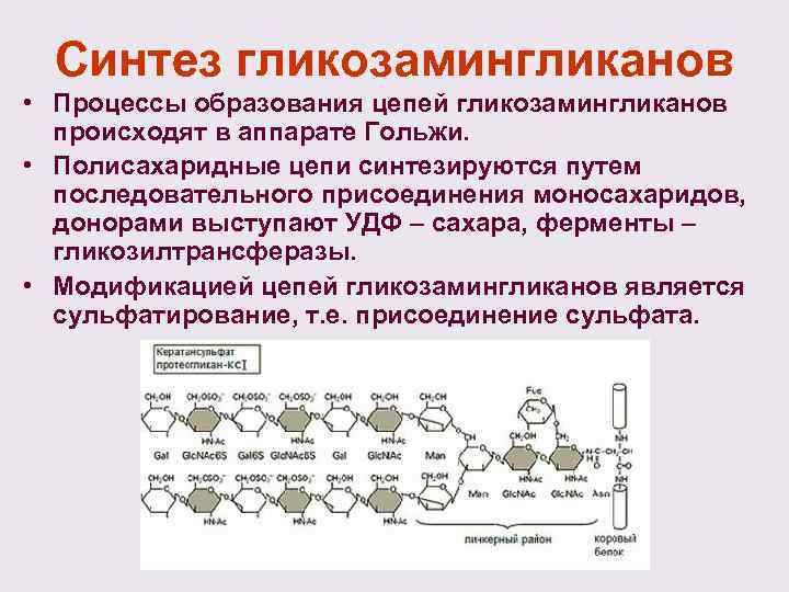 Цепь образования. Полисахаридная цепь. Гликозилтрансфераза. Гликозилтрансферазы это ферменты. Гликозилтрансфераза пример реакции.