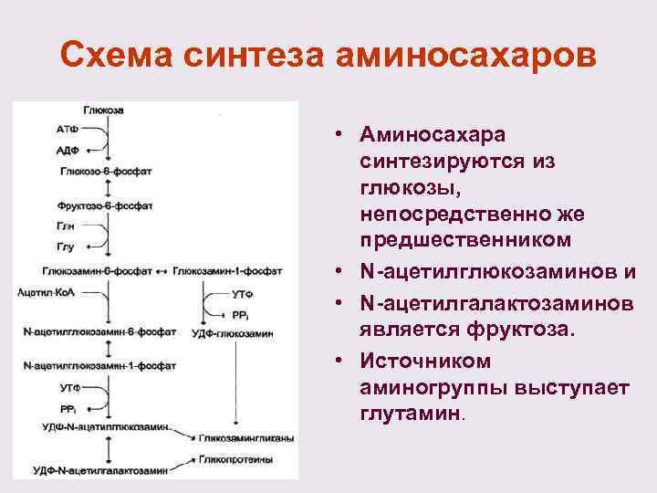 Биосинтез мономеров. Синтез гликозаминогликанов схема. Метаболизм гликозаминогликанов схема. Синтез ацетилглюкозаминов биохимия. Схема синтеза аминосахаров.
