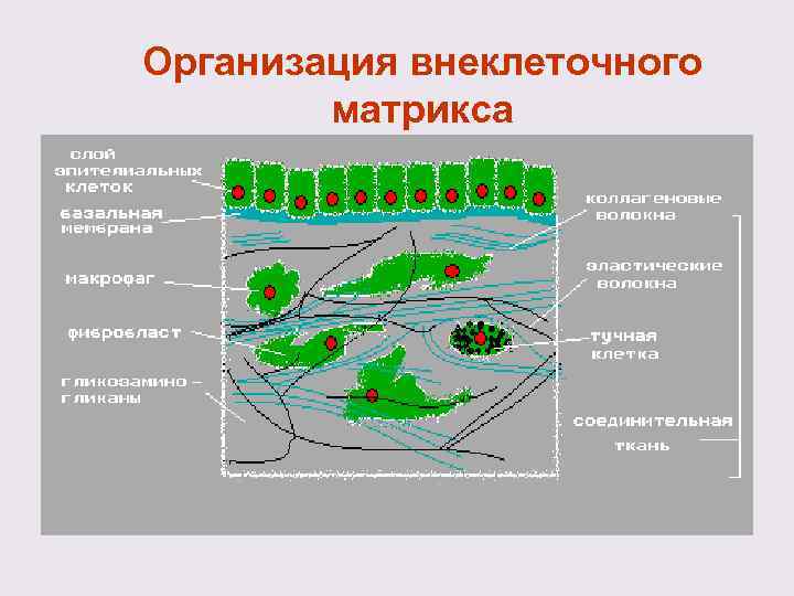 Организация внеклеточного матрикса 