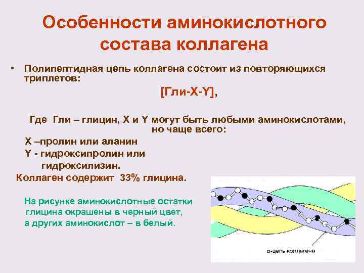 Особенности аминокислотного состава коллагена • Полипептидная цепь коллагена состоит из повторяющихся триплетов: [Гли-Х-Y], Где