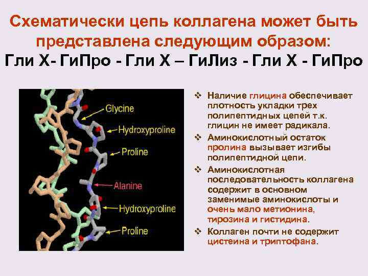 Аминокислота эластин. Фрагмент полипептидной цепи коллагена. Цепь коллагена. Аминокислотная последовательность коллагена.