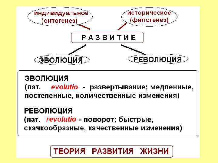 Историческое индивидуальное. Развитие онтогенез и филогенез. Взаимосвязь онтогенеза и филогенеза. Понятие об онтогенезе и филогенезе. Филогенез и онтогенез в развитии человека.