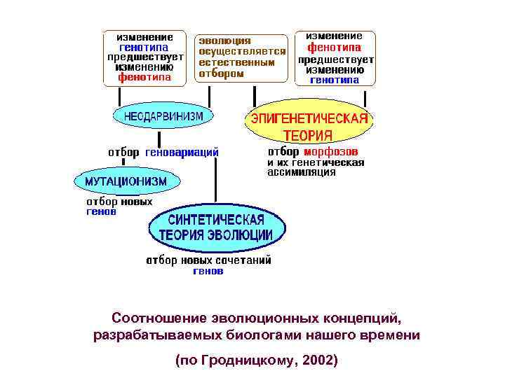 Соотношение эволюционных концепций, разрабатываемых биологами нашего времени (по Гродницкому, 2002) 