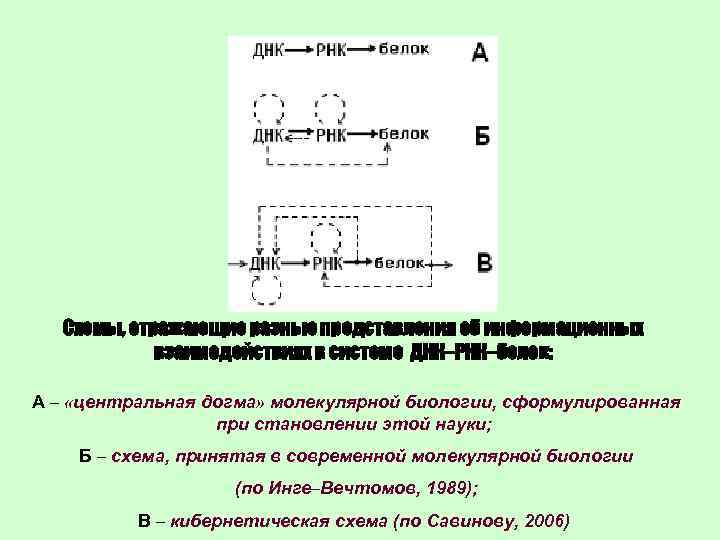 Схемы, отражающие разные представления об информационных взаимодействиях в системе ДНК–РНК–белок: А – «центральная догма»