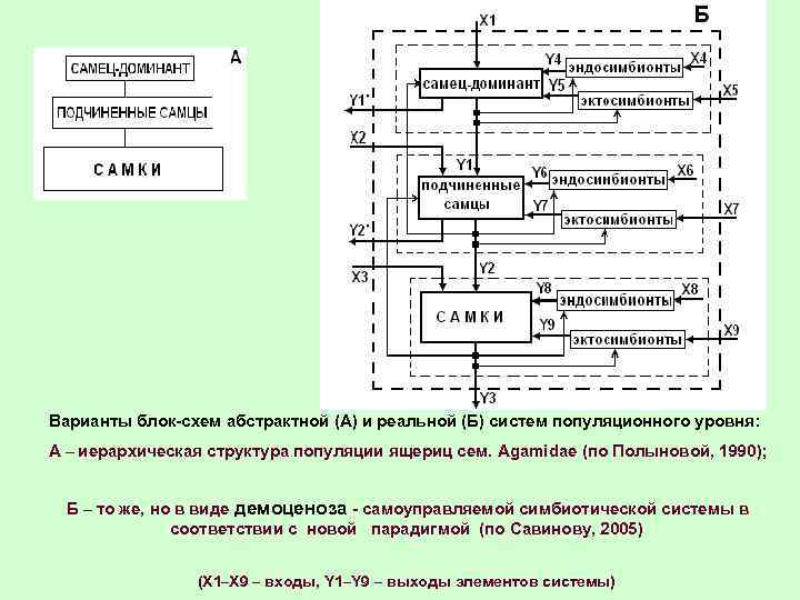 Варианты блок-схем абстрактной (А) и реальной (Б) систем популяционного уровня: А – иерархическая структура