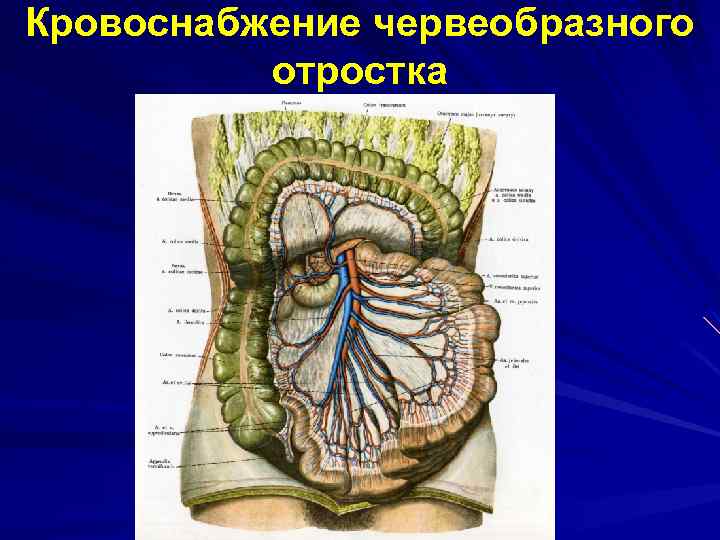 Кровоснабжение червеобразного отростка 