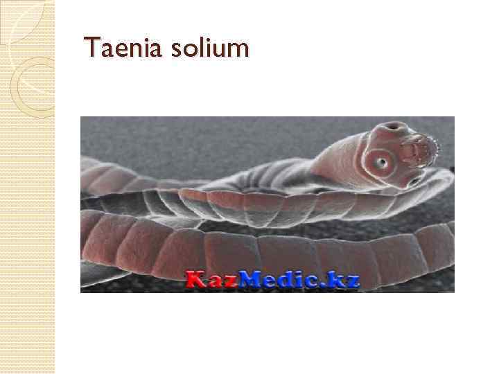 Taenia solium 