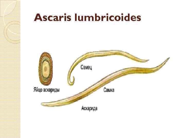  Ascaris lumbricoides 