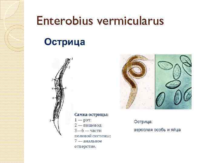 Enterobius vermicularus 