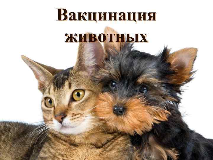 Вакцинация животных 