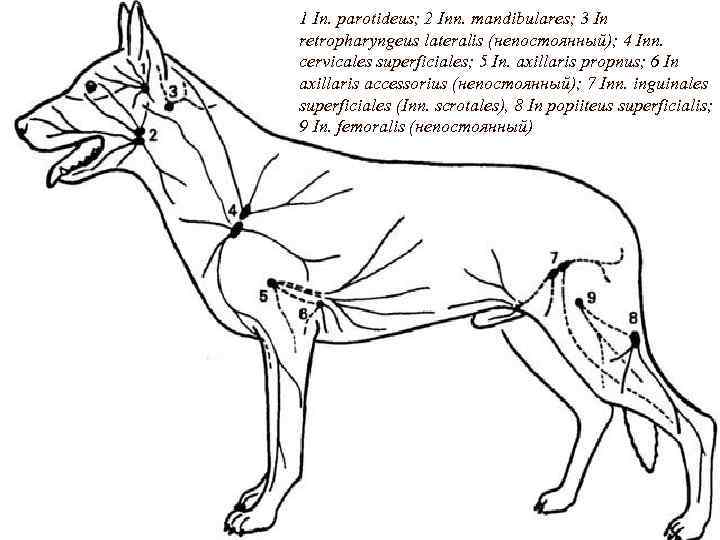 1 In. parotideus; 2 Inn. mandibulares; 3 In retropharyngeus lateralis (непостоянный); 4 Inn. cervicales