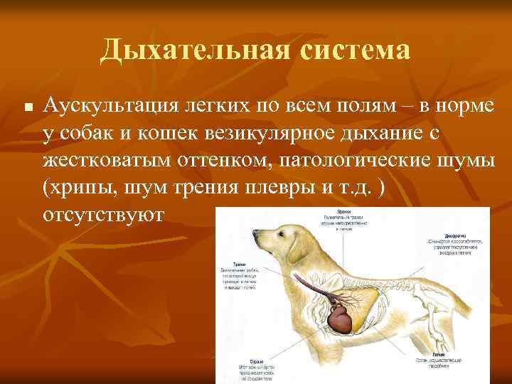 Дыхательная система n Аускультация легких по всем полям – в норме у собак и