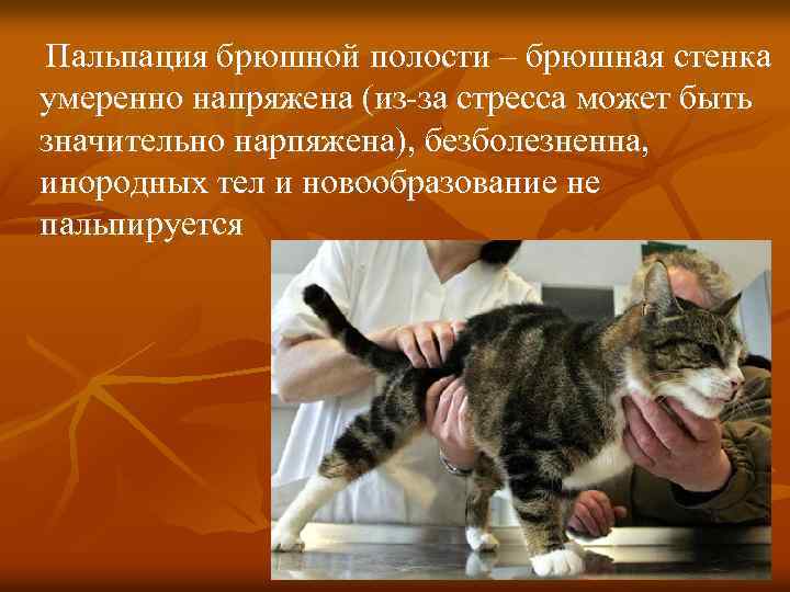  Пальпация брюшной полости – брюшная стенка умеренно напряжена (из-за стресса может быть значительно