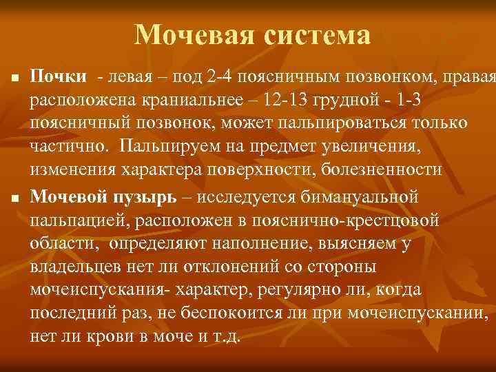 Мочевая система n n Почки - левая – под 2 -4 поясничным позвонком, правая
