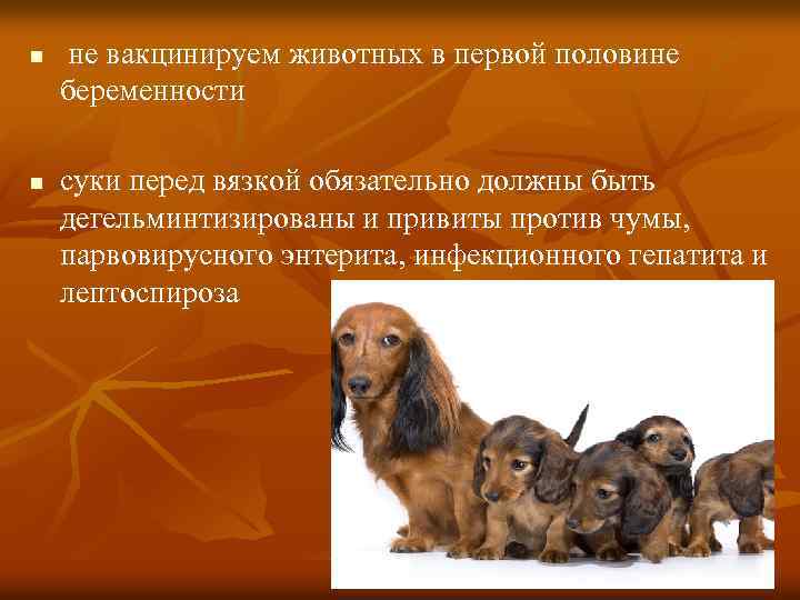 n n не вакцинируем животных в первой половине беременности суки перед вязкой обязательно должны