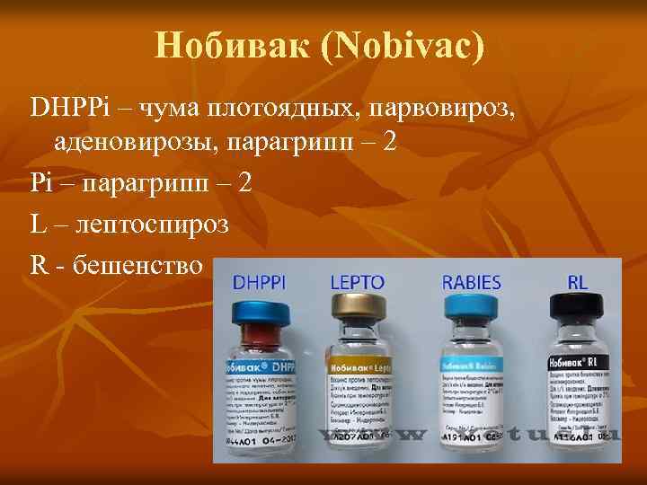 Нобивак (Nobivac) DHPPi – чума плотоядных, парвовироз, аденовирозы, парагрипп – 2 Pi – парагрипп