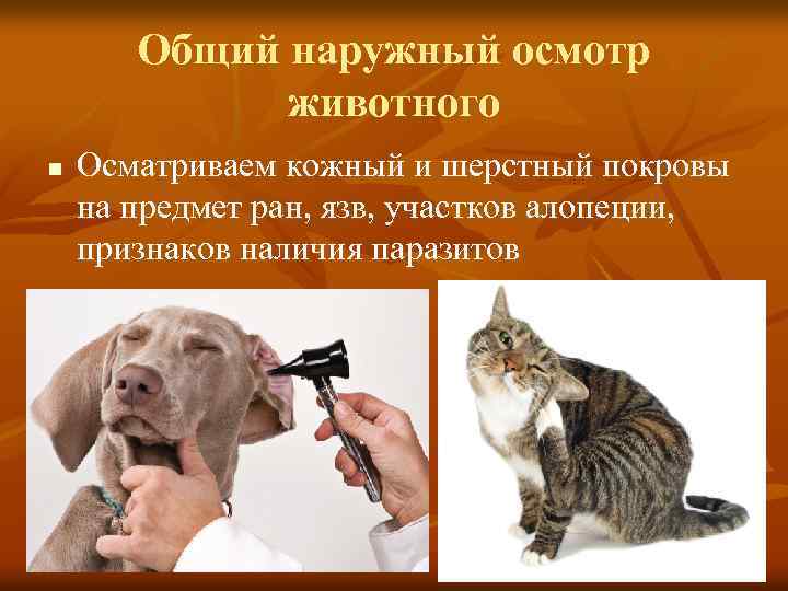 Общий наружный осмотр животного n Осматриваем кожный и шерстный покровы на предмет ран, язв,