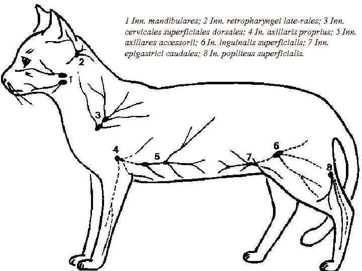 1 Inn. mandibulares; 2 Inn. retropharyngei late-rales; 3 Inn. cervicales superficiales dorsales; 4 In.