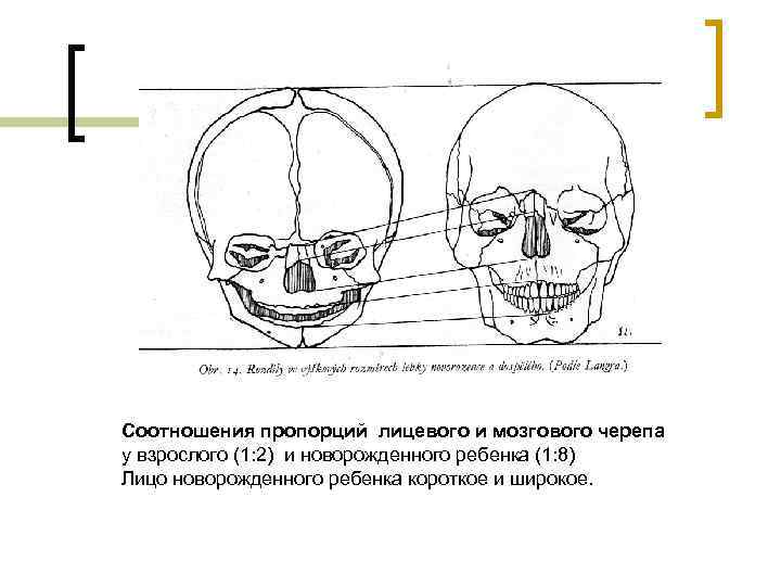 Соотношения пропорций лицевого и мозгового черепа у взрослого (1: 2) и новорожденного ребенка (1: