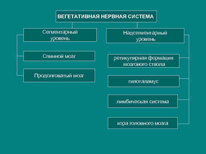 ВЕГЕТАТИВНАЯ НЕРВНАЯ СИСТЕМА Сегментарный уровень Спинной мозг Продолговатый мозг Надсегментарный уровень ретикулярная формация мозгового