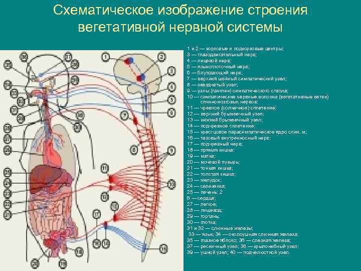 Схематическое изображение строения вегетативной нервной системы 1 и 2 — корковые и подкорковые центры;