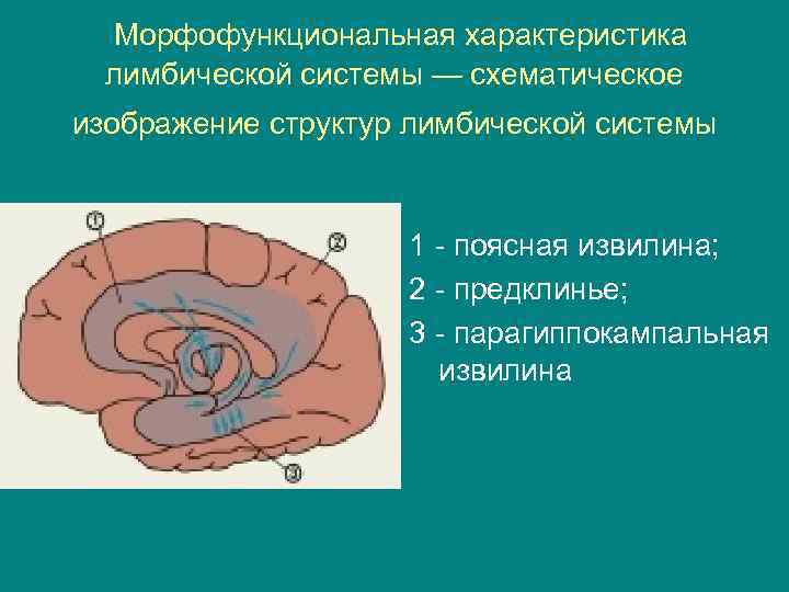 Морфофункциональная характеристика лимбической системы — схематическое изображение структур лимбической системы 1 - поясная извилина;