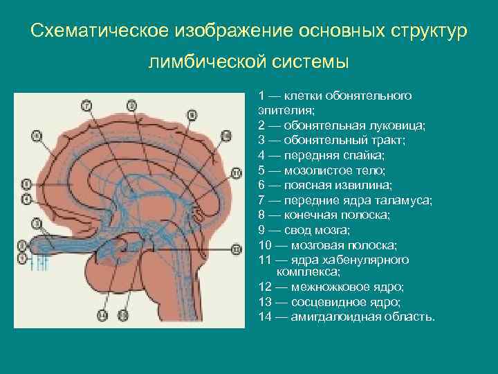 Схематическое изображение основных структур лимбической системы 1 — клетки обонятельного эпителия; 2 — обонятельная