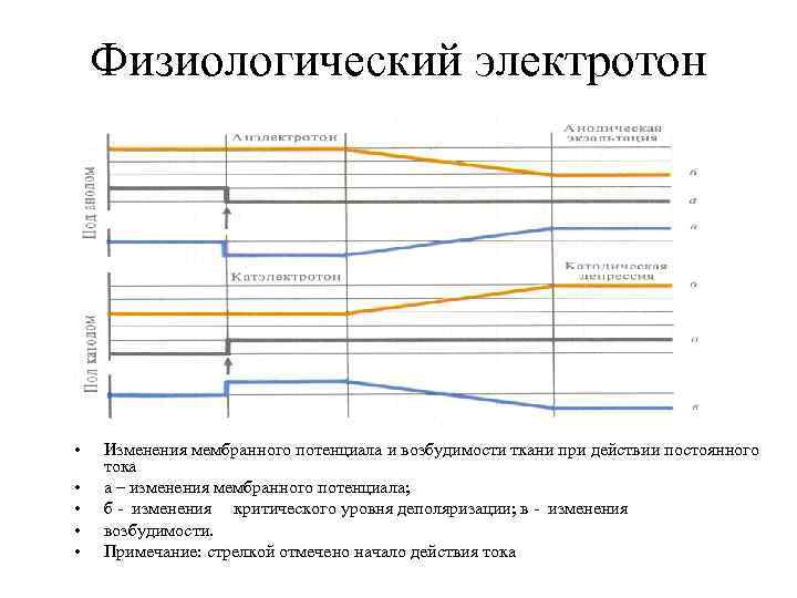 Физиологический электротон • • • Изменения мембранного потенциала и возбудимости ткани при действии постоянного