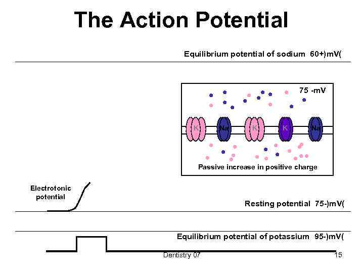 The Action Potential Equilibrium potential of sodium 60+)m. V( 75 -m. V K Na