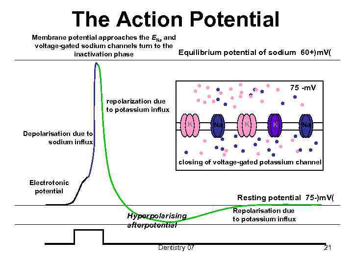 The Action Potential Membrane potential approaches the ENa and voltage-gated sodium channels turn to