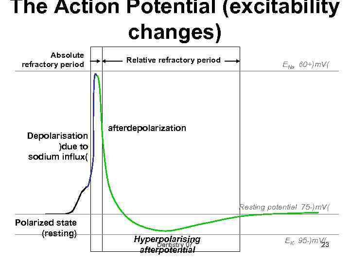 The Action Potential (excitability changes) Absolute refractory period Depolarisation )due to sodium influx( Relative