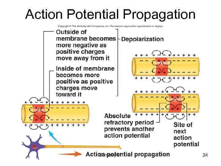 Action Potential Propagation Dentistry 07 24 