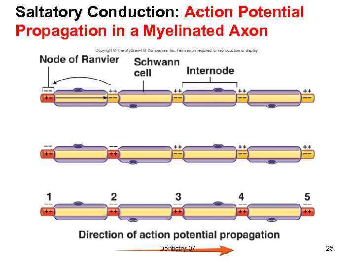 Saltatory Conduction: Action Potential Propagation in a Myelinated Axon Dentistry 07 25 